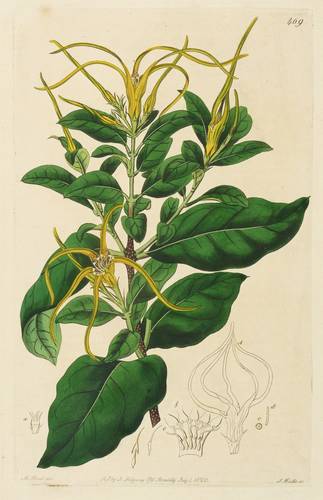Hundsgiftgewächse (Apocynaceae) - Strophanthus divaricatus - Strophanthus divaricatus - 