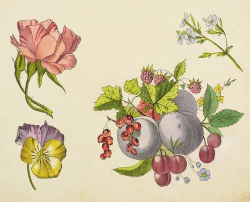 Blüten & Obst - Rose, Stiefmütterchen, Pflaumen & Kirschen - Rose, Stiefmütterchen, Pflaumen & Kirschen - 