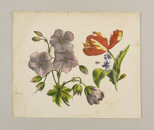 Liliengewächse & Storchschnabelgewächse - Tulpe & Storchschnabel - Tulpe & Storchschnabel - 
