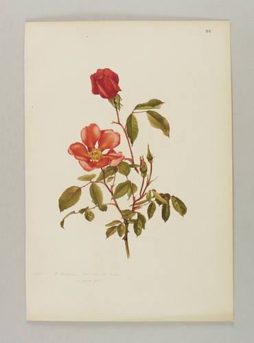 Rosen - Willmott - Willmott - Rosa indica Miss Willmott