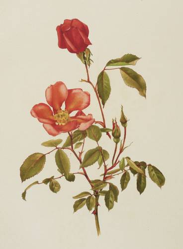 Rosen - Willmott - Willmott - Rosa indica Miss Willmott