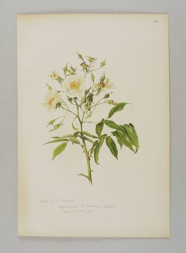 Rosen - Willmott - Willmott - Rosa moschata