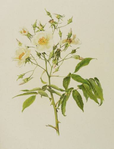 Rosen - Willmott - Willmott - Rosa moschata