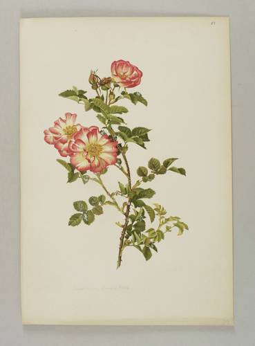 Rosen - Willmott - Willmott - Sweet Briar Janet's Pride