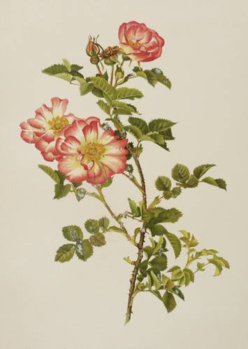 Rosen - Willmott - Willmott - Sweet Briar Janet's Pride