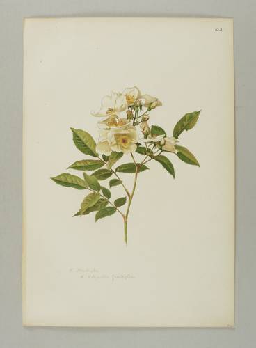 Rosen - Willmott - Willmott - Rosa moschata. (Rosa polyantha grandiflora)