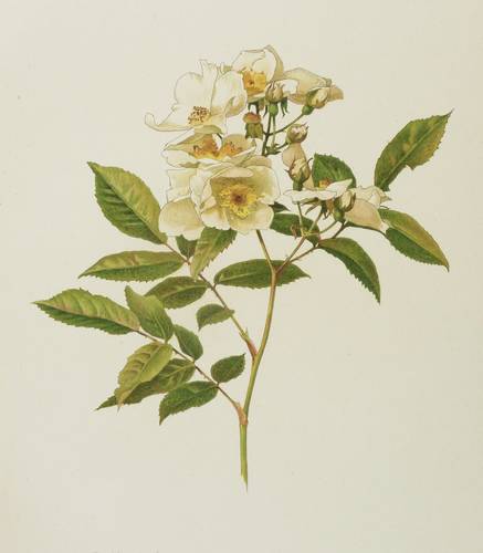 Rosen - Willmott - Willmott - Rosa moschata. (Rosa polyantha grandiflora)