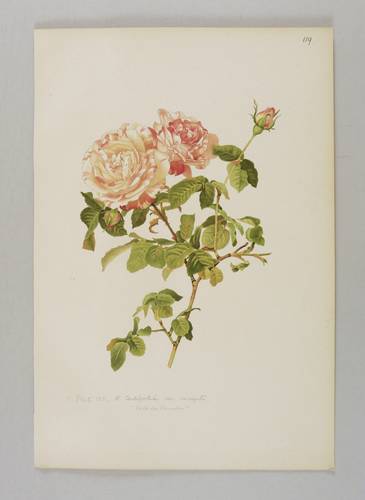 Rosen - Willmott - Willmott - Rosa centifolia variegata