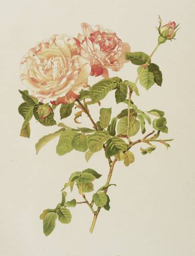 Rosen - Willmott - Willmott - Rosa centifolia variegata