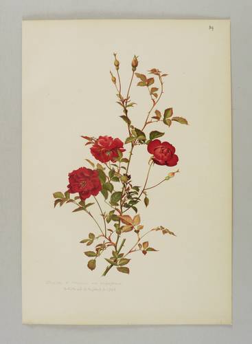 Rosen - Willmott - Willmott - Rosa indica var. semperflorens