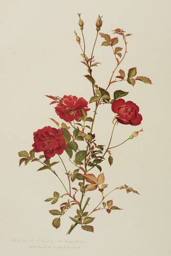 Rosen - Willmott - Willmott - Rosa indica var. semperflorens