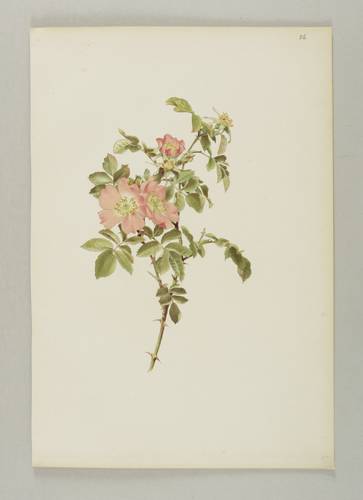 Rosen - Willmott - Willmott - Rosa tomentosa