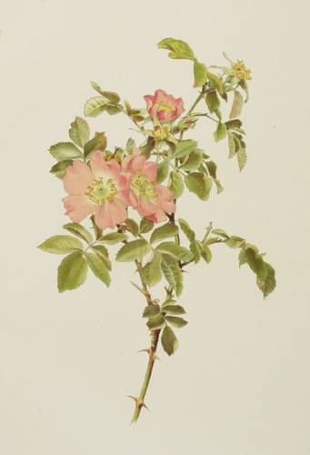 Rosen - Willmott - Willmott - Rosa tomentosa
