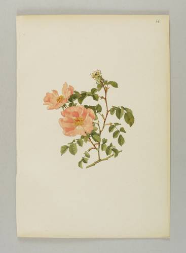 Rosen - Willmott - Willmott - Rosa marcyana Boullu
