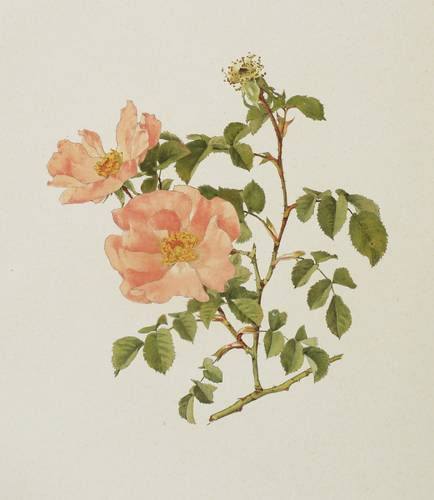 Rosen - Willmott - Willmott - Rosa marcyana Boullu