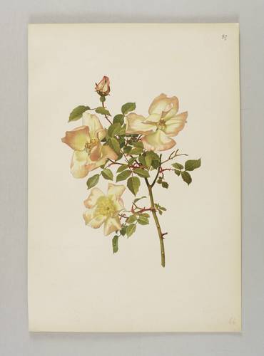 Rosen - Willmott - Willmott - Rosa indica var. grandiflora