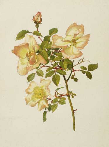 Rosen - Willmott - Willmott - Rosa indica var. grandiflora