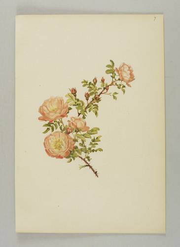 Rosen - Willmott - Willmott - Rosa spinosissima var. rubra