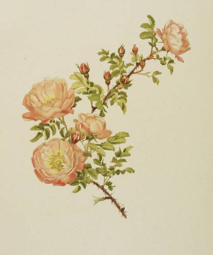 Rosen - Willmott - Willmott - Rosa spinosissima var. rubra