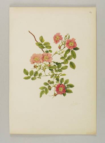 Rosen - Willmott - Willmott - Rosa blanda