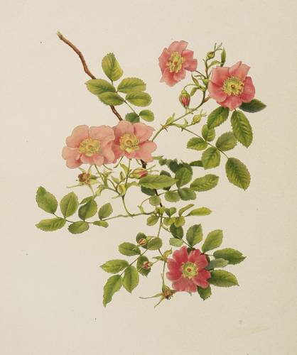 Rosen - Willmott - Willmott - Rosa blanda