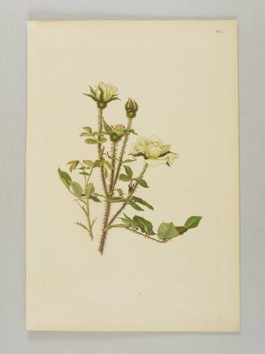Rosen - Willmott - Willmott - Rosa muscosa var. alba