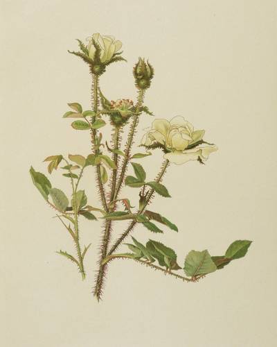 Rosen - Willmott - Willmott - Rosa muscosa var. alba