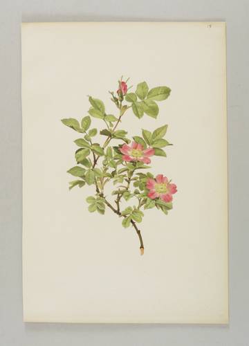 Rosen - Willmott - Willmott - Rosa mollis (villosa)