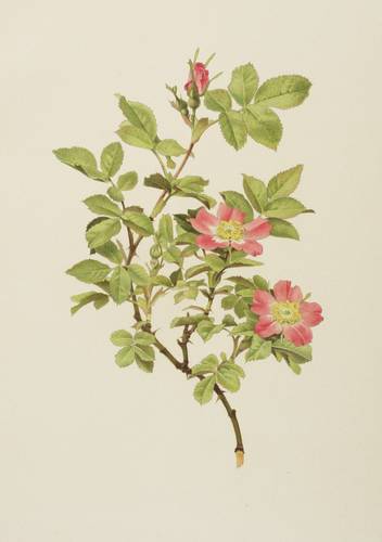 Rosen - Willmott - Willmott - Rosa mollis (villosa)