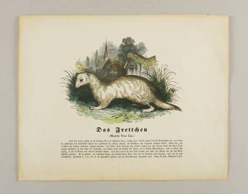 Marder (Mustelidae) -  -  - Das Frettchen (Mustela Furo Lin.)