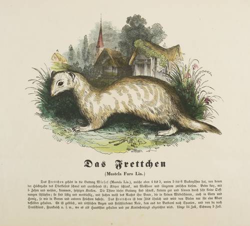 Marder (Mustelidae) -  -  - Das Frettchen (Mustela Furo Lin.)