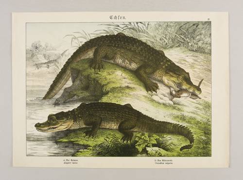 Krokodile (Crocodylia) - Echte Krokodile & Kaimane - Echte Krokodile & Kaimane - a) Der Kaiman. Alligator lucius. b) Das Nilkrokodil. Crocodilus vulgaris