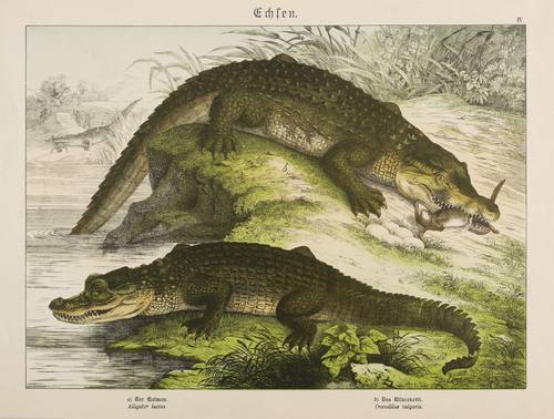 Krokodile (Crocodylia) - Echte Krokodile & Kaimane - Echte Krokodile & Kaimane - a) Der Kaiman. Alligator lucius. b) Das Nilkrokodil. Crocodilus vulgaris