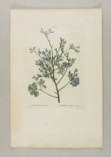 Zypressengewächse - Weiße Scheinzypresse - Weiße Scheinzypresse - Cupressus Thyoides. Cyprès à feuilles de Thuya