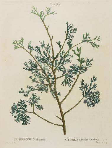 Zypressengewächse - Weiße Scheinzypresse - Weiße Scheinzypresse - Cupressus Thyoides. Cyprès à feuilles de Thuya