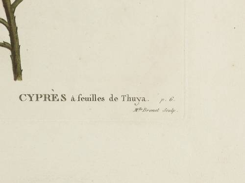 Zypressengewächse - Weiße Scheinzypresse - Weiße Scheinzypresse - Cupressus Thyoides. Cyprès à feuilles de Thuya