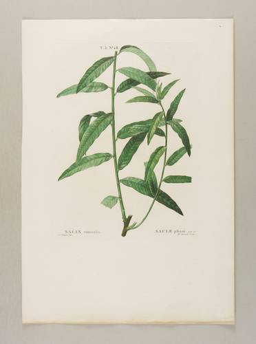 Weidengewächse - Korb-Weide - Korb-Weide - Salix viminalis. Saule pliant