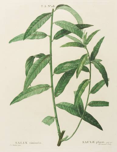 Weidengewächse - Korb-Weide - Korb-Weide - Salix viminalis. Saule pliant