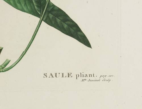 Weidengewächse - Korb-Weide - Korb-Weide - Salix viminalis. Saule pliant