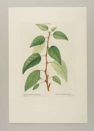 Weidengewächse - Balsam-Pappel - Balsam-Pappel - Populus balsamifera. Peuplier baumier