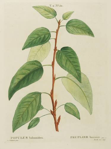 Weidengewächse - Balsam-Pappel - Balsam-Pappel - Populus balsamifera. Peuplier baumier