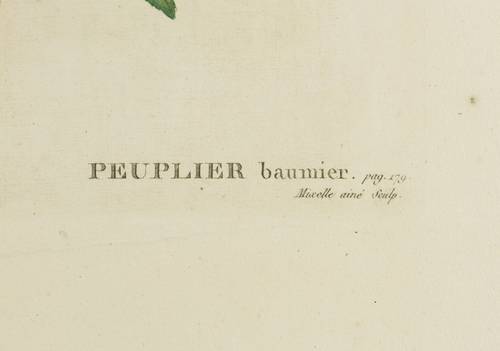 Weidengewächse - Balsam-Pappel - Balsam-Pappel - Populus balsamifera. Peuplier baumier