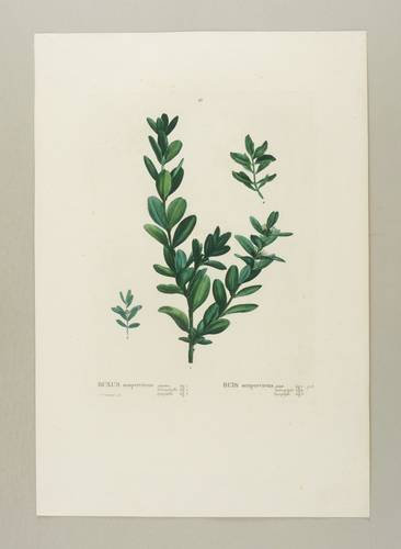 Buchsbaumgewächse - Gewöhnlicher Buchsbaum - Gewöhnlicher Buchsbaum - Buxus sempervirens. Buis sempervirens