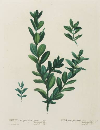 Buchsbaumgewächse - Gewöhnlicher Buchsbaum - Gewöhnlicher Buchsbaum - Buxus sempervirens. Buis sempervirens