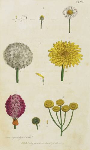 Korbblütler & Hülsenfrüchtler - Gänseblümchen, Löwenzahn, Rainfarn & Rotklee - Gänseblümchen, Löwenzahn, Rainfarn & Rotklee -