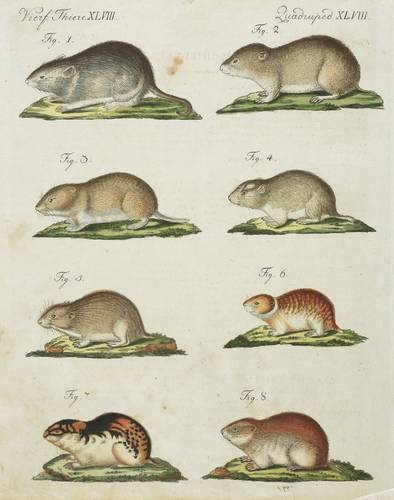 Wühler - Schmalköpfige Wühlmaus, Nordische Wühlmaus,  Levante-Wühlmaus, Steppenlemming, Echter Halsbandlemming & Berglemming - Schmalköpfige Wühlmaus, Nordische Wühlmaus,  Levante-Wühlmaus, Steppenlemming, Echter Halsbandlemming & Berglemming - 
