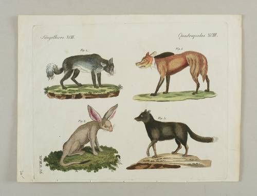 Hunde. - Echte Füchse - Polarfuchs, Silberfuchs & Wüstenfuchs - Polarfuchs, Silberfuchs & Wüstenfuchs - 