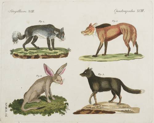 Hunde. - Echte Füchse - Polarfuchs, Silberfuchs & Wüstenfuchs - Polarfuchs, Silberfuchs & Wüstenfuchs -