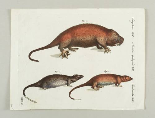 Stachelratten & Langschwanzmäuse - Nutria & Goldbauch-Schwimmratte - Nutria & Goldbauch-Schwimmratte - 