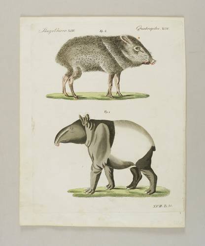 Tapire & 	Nabelschweine - Schabrackentapir & Halsbandpekari - Schabrackentapir & Halsbandpekari - 